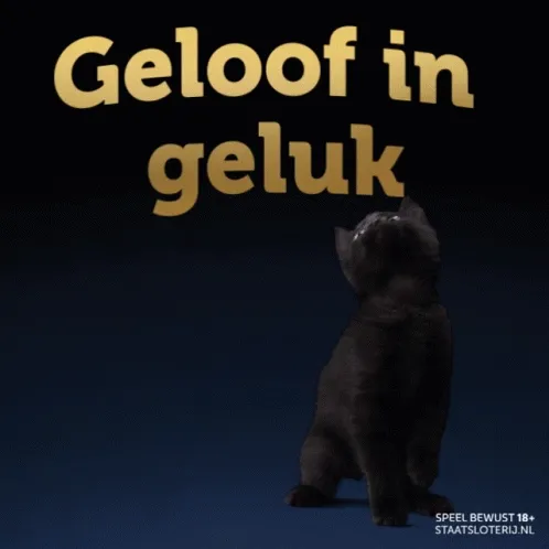 Zwarte kat kijkt omhoog met de woorden "Geloof in geluk" op de achtergrond.