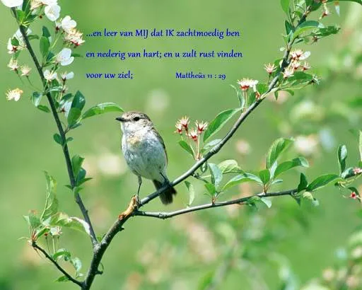 Een vogel op een tak met bloesems en een bijbeltekst ernaast.