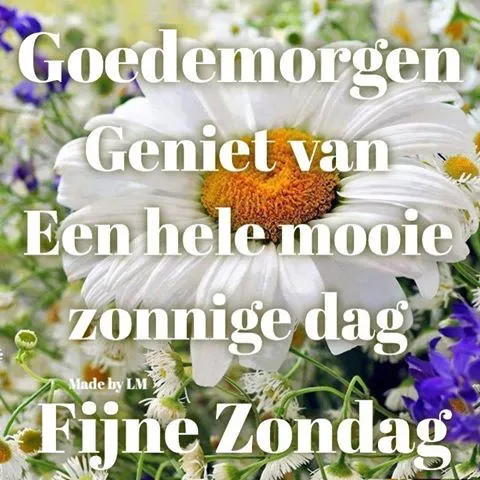 Witte bloemen met de tekst "Goedemorgen, Fijne Zondag, Geniet van een mooie zonnige dag."