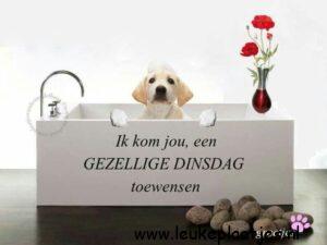 gezellige dinsdag