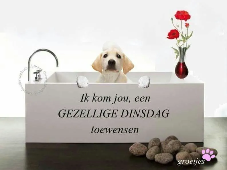 ᐅ gezellige dinsdag - Dinsdag plaatjes