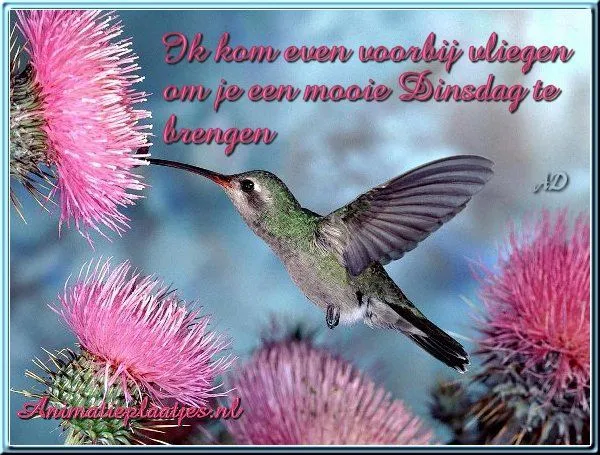 ᐅ gezellige dinsdag - Dinsdag plaatjes