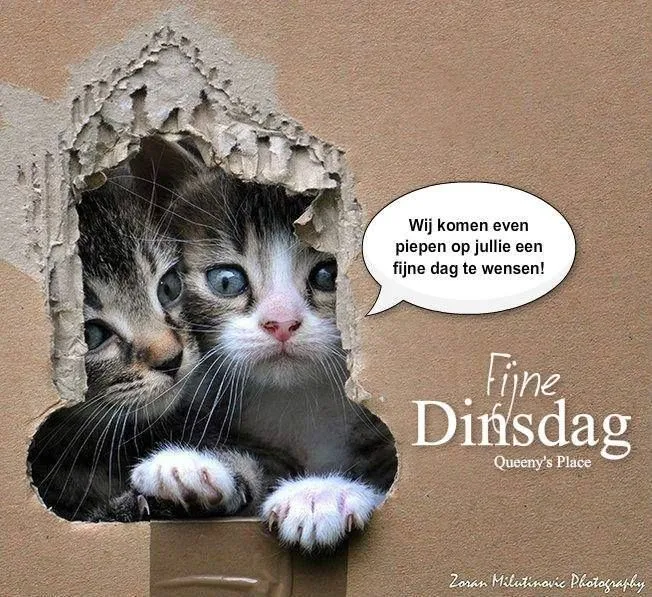 ᐅ gezellige dinsdag - Dinsdag plaatjes