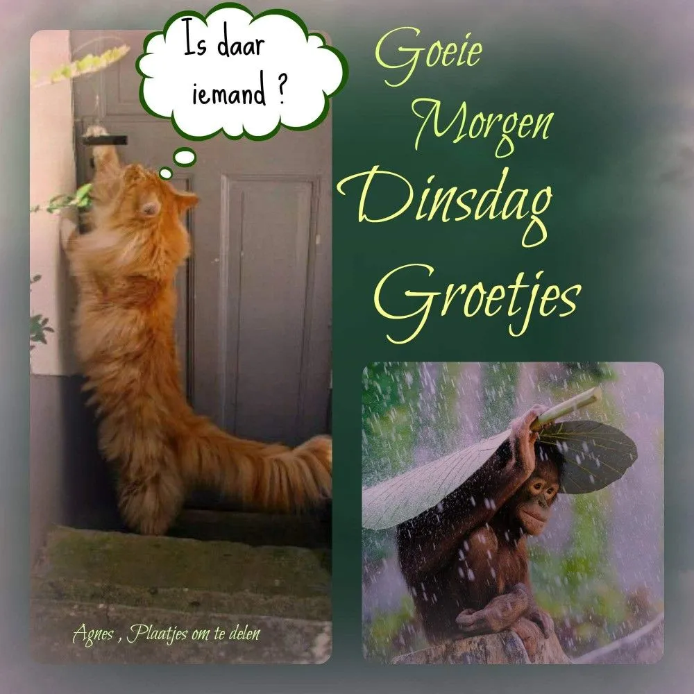 ᐅ gezellige dinsdag - Dinsdag plaatjes