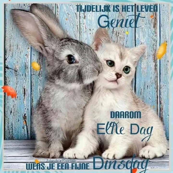 ᐅ gezellige dinsdag - Dinsdag plaatjes