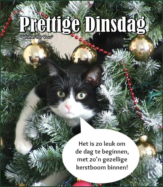 ᐅ gezellige dinsdag - Dinsdag plaatjes