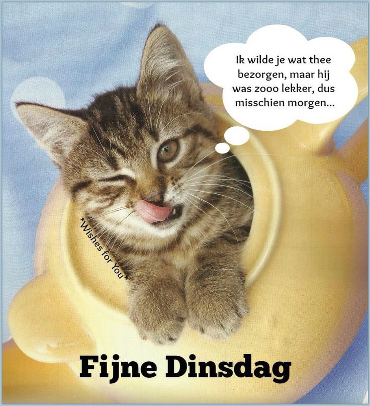 ᐅ goede morgen dinsdag - Dinsdag plaatjes ᐅ goede morgen dinsdag - Dinsdag plaatjes