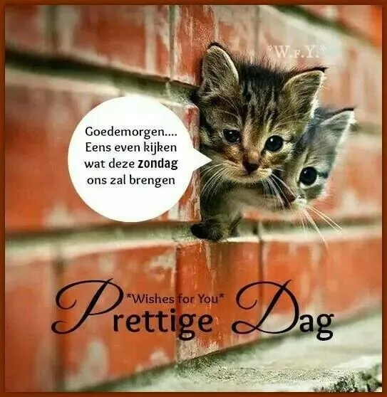 ᐅ goede morgen dinsdag - Dinsdag plaatjes ᐅ goede morgen dinsdag - Dinsdag plaatjes