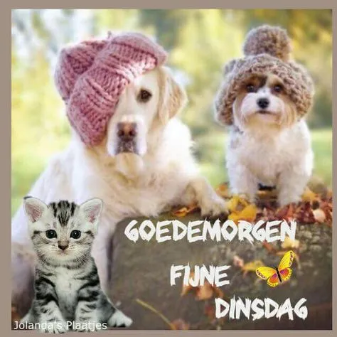 ᐅ goede morgen dinsdag - Dinsdag plaatjes ᐅ goede morgen dinsdag - Dinsdag plaatjes