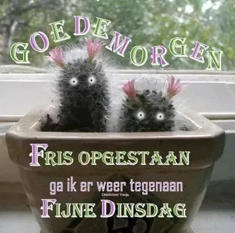 ᐅ goede morgen dinsdag - Dinsdag plaatjes ᐅ goede morgen dinsdag - Dinsdag plaatjes