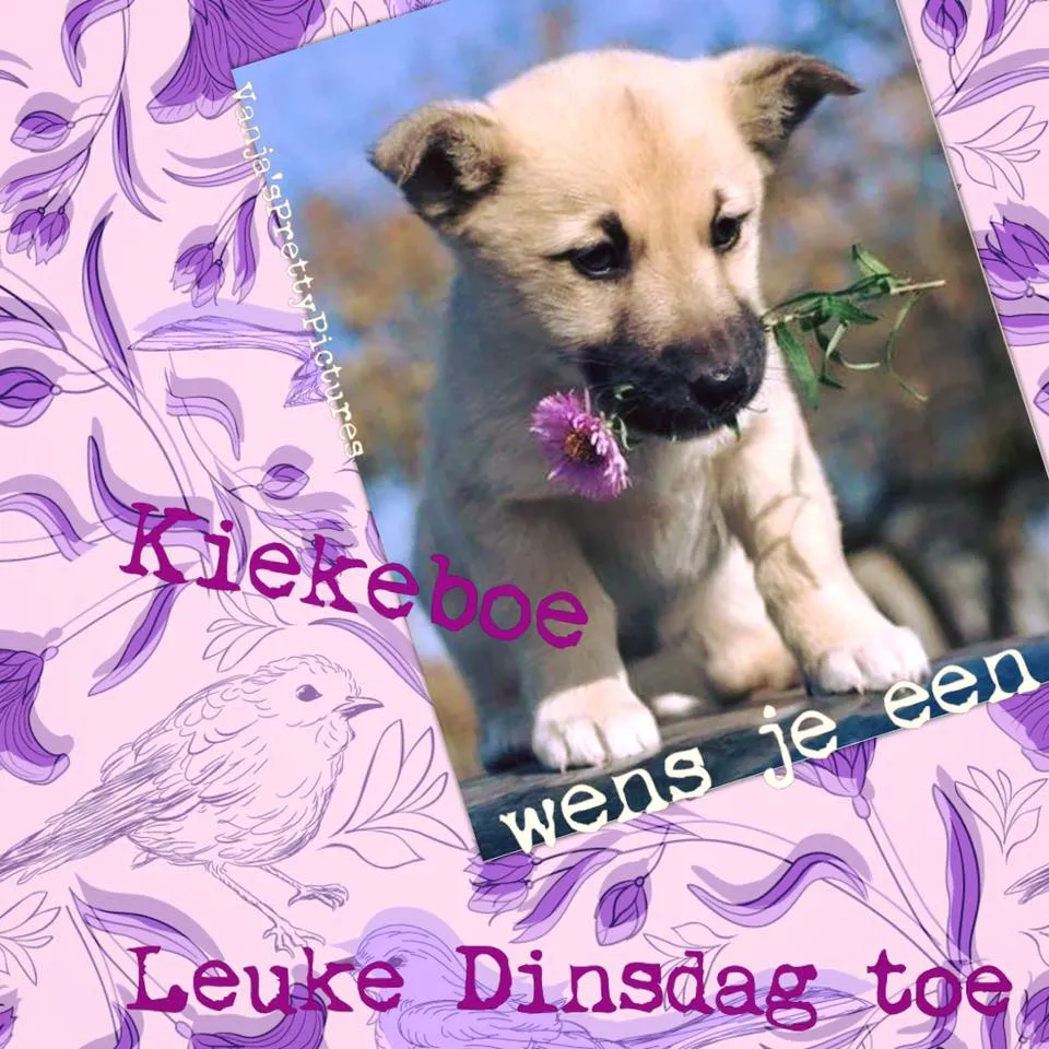 ᐅ goede morgen dinsdag - Dinsdag plaatjes ᐅ goede morgen dinsdag - Dinsdag plaatjes