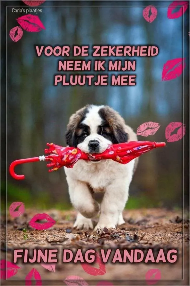 ᐅ goede morgen dinsdag - Dinsdag plaatjes ᐅ goede morgen dinsdag - Dinsdag plaatjes