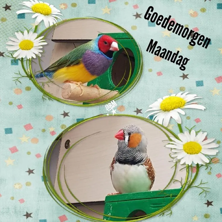 ᐅ goede morgen maandag - Maandag plaatjes ᐅ goede morgen maandag - Maandag plaatjes