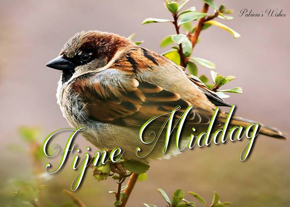 ᐅ Geweldige Goedemiddag Plaatjes - De Leukste Gratis Afbeeldingen - Goedemiddag plaatjes Goedemiddag - Vogel op een tak met de tekst "Fijne Middag" ernaast.