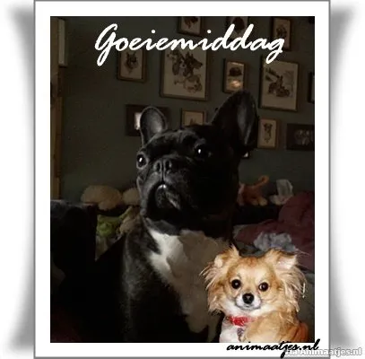 Twee honden poseren samen in een fotolijst met de tekst "Goeiemiddag".