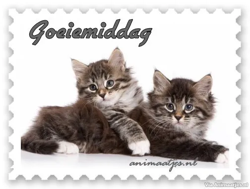 Twee schattige kittens met grote ogen, liggend tegen elkaar.
