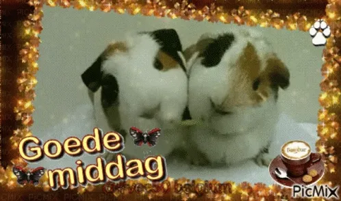 ᐅ goedemiddag gif - Goedemiddag plaatjes Twee cavia's genieten samen van een snack met een vrolijke achtergrond.