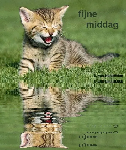 ᐅ goedemiddag gif - Goedemiddag plaatjes Een kitten lacht op gras met een weerspiegeling in het water.