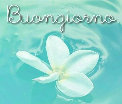 ᐅ goedemiddag italiaans - Goedemiddag plaatjes Witte bloem drijft op kalm water met 'Buongiorno' bovenaan.