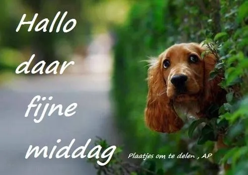 ᐅ goedemiddag plaatjes - Goedemiddag plaatjes Aardige cocker spaniel kijkt achter een groene heg met tekst op de afbeelding.