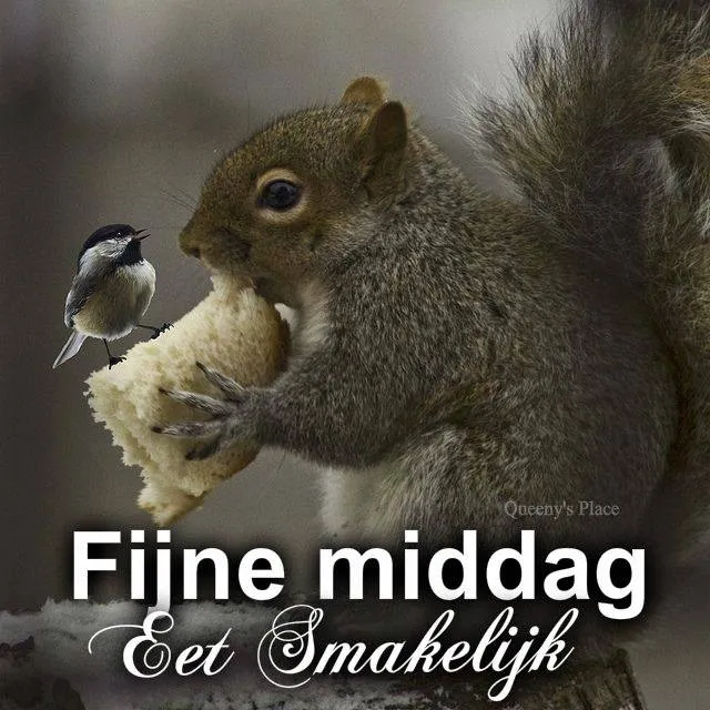 ᐅ goedemiddag plaatjes - Goedemiddag plaatjes Een eekhoorn eet brood met een vogel op de achtergrond. Tekst: "Fijne middag Eet Smakelijk".
