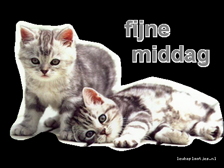 Goedemiddag Plaatjes - Twee schattige kittens liggen samen, met de tekst "fijne middag" ernaast.