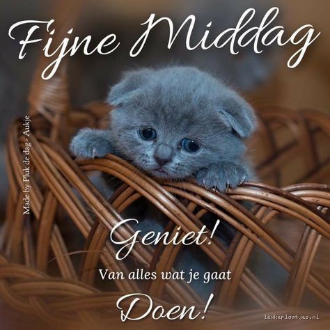 Goedemiddag Plaatjes - Grijze kitten kijkt tussen een draadmand, met tekst over genieten van de middag.
