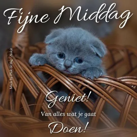 Grijze kitten in een mand, met de tekst "Fijne Middag. Geniet van alles wat je gaat doen."