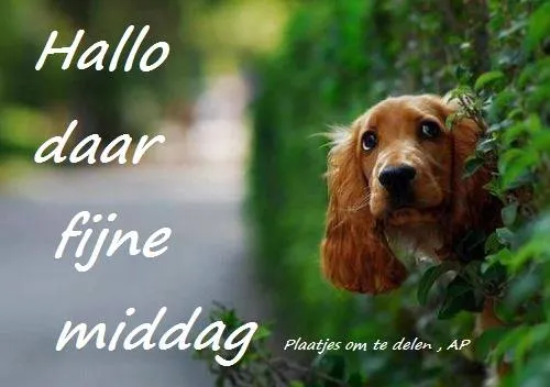 Een hond kijkt nieuwsgierig om een groene heg met de tekst "Hallo daar fijne middag".