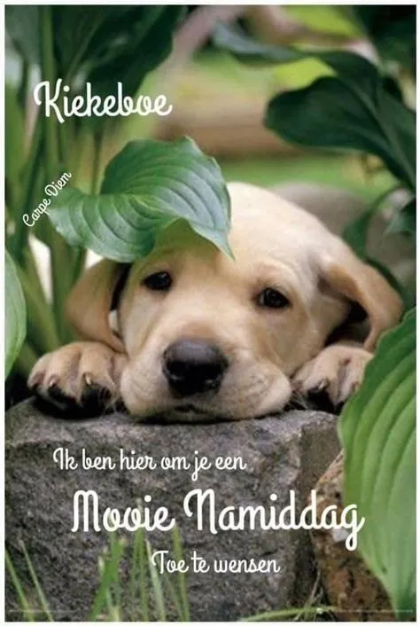 Een schattige puppy ligt tussen bladeren met een wens voor een mooie middag.