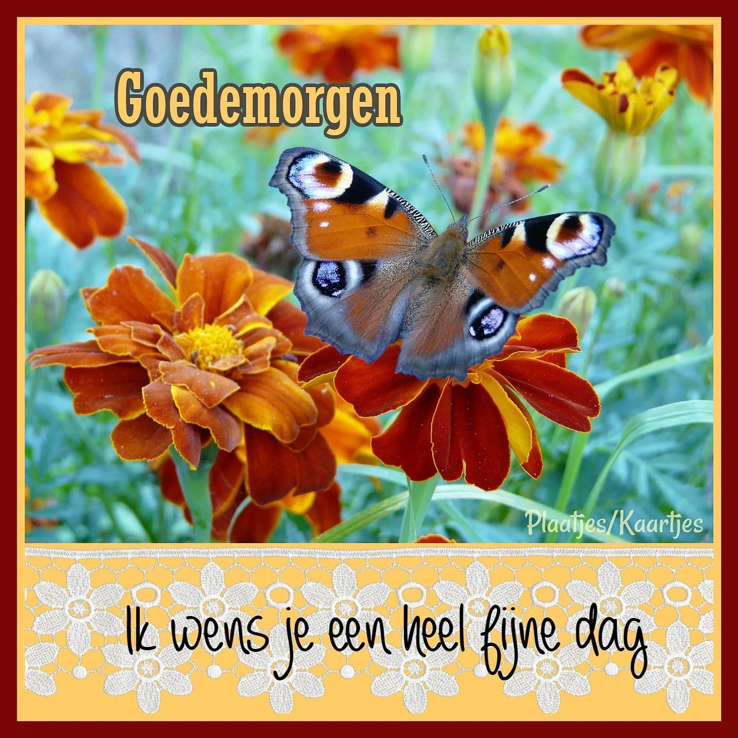 ᐅ goedemorgen afbeeldingen - Goedemorgen plaatjes Vlinder zit op een oranje bloem met de tekst "Goedemorgen".