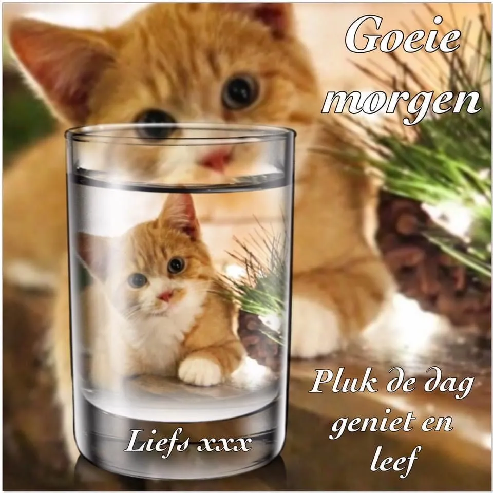 ᐅ goedemorgen afbeeldingen - Goedemorgen plaatjes Een kat kijkt vanuit een glas met de tekst "Goeie morgen, Pluk de dag geniet en leef".