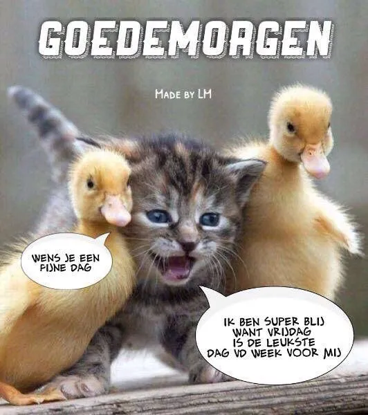 ᐅ goedemorgen afbeeldingen - Goedemorgen plaatjes Kittens en eendjes met tekstballonnen, vrolijke boodschap voor de ochtend.