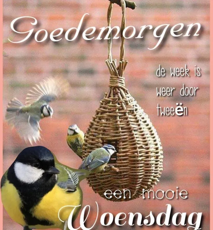 ᐅ goedemorgen afbeeldingen met tekst - Goedemorgen plaatjes Vogels rond een voederhuisje met de tekst "Goedemorgen, een mooie Woensdag."
