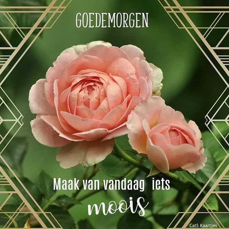 ᐅ goedemorgen afbeeldingen met tekst - Goedemorgen plaatjes Roze rozen met de tekst "Goedemorgen" en "Maak van vandaag iets moois".