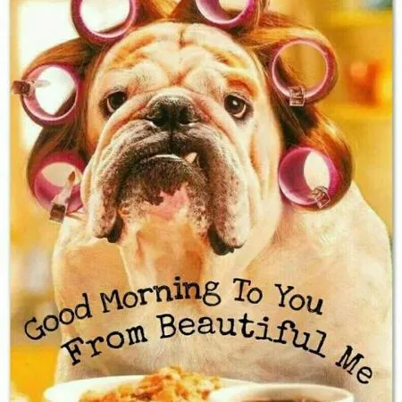 ᐅ goedemorgen allemaal - Fijne week plaatjes Een bulldog met haarrollers kijkt verwonderd naar de camera.