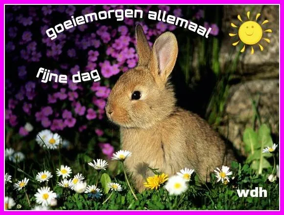 ᐅ goedemorgen allemaal - Fijne week plaatjes Konijntje tussen bloemen met de tekst "goedemorgen allemaal, fijne dag".