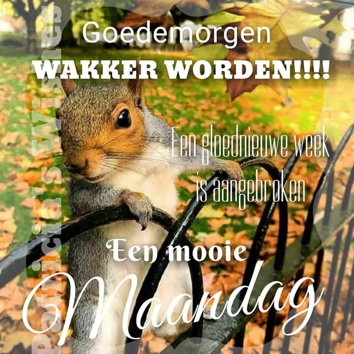 ᐅ goedemorgen allemaal - Fijne week plaatjes Eekhoorn op een hek met de tekst "Goedemorgen, wakker worden! Een mooie maandag."