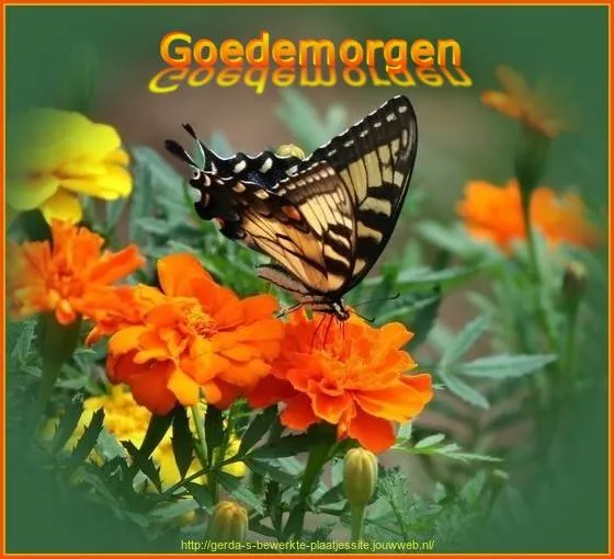 Vlinder op oranje bloem met tekst "Goedemorgen" bovenaan.
