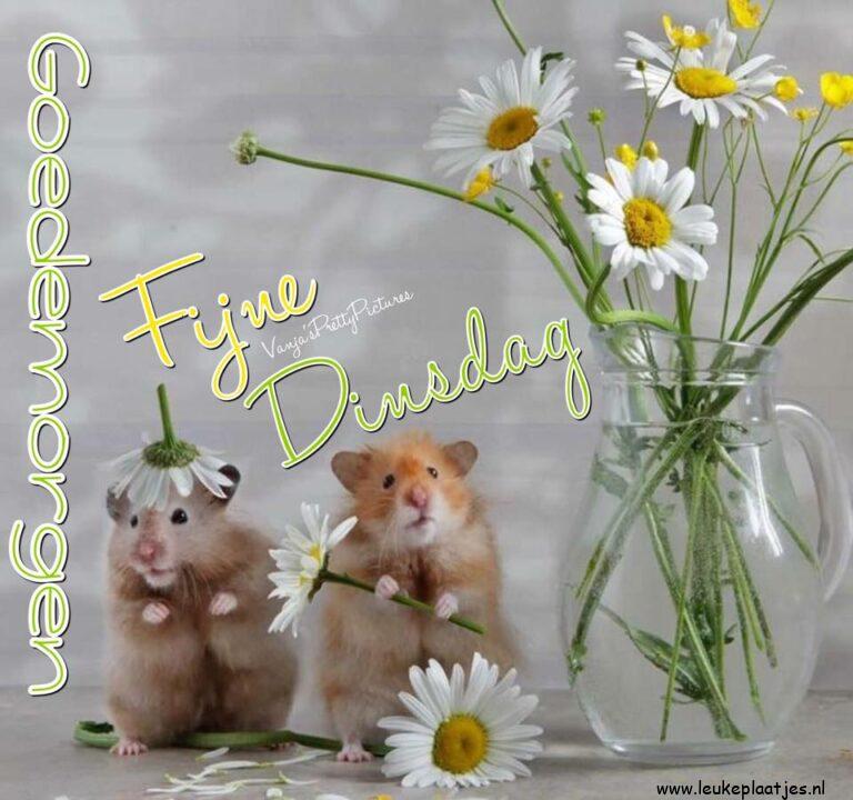ᐅ goedemorgen dinsdag - goedemorgen dinsdag plaatjes