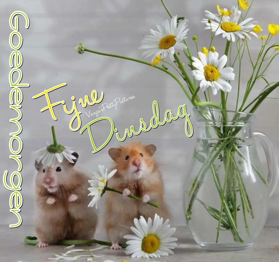 ᐅ goedemorgen dinsdag - Dinsdag plaatjes ᐅ goedemorgen dinsdag - Dinsdag plaatjes