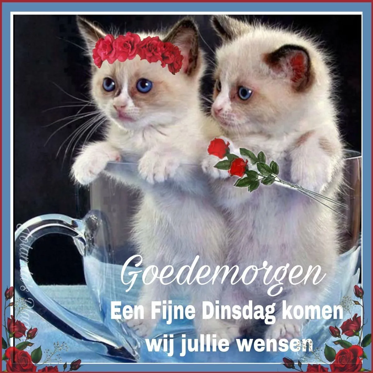 ᐅ goedemorgen dinsdag - Dinsdag plaatjes ᐅ goedemorgen dinsdag - Dinsdag plaatjes