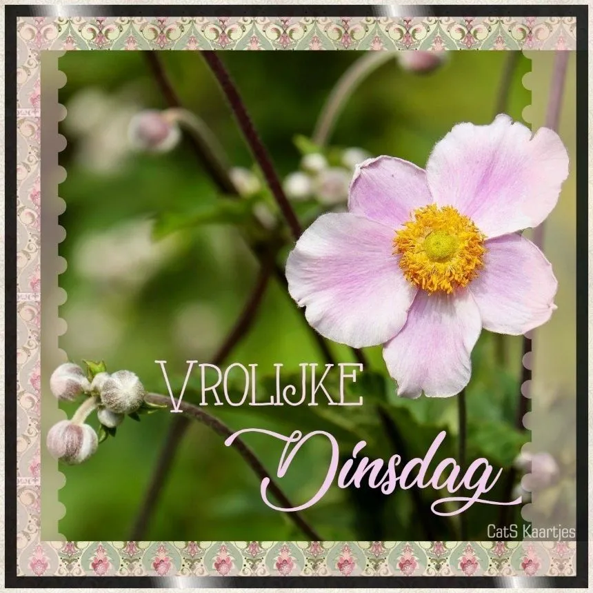 ᐅ goedemorgen dinsdag - Dinsdag plaatjes ᐅ goedemorgen dinsdag - Dinsdag plaatjes