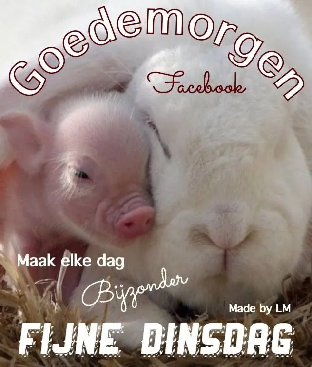 ᐅ goedemorgen dinsdag - Dinsdag plaatjes ᐅ goedemorgen dinsdag - Dinsdag plaatjes