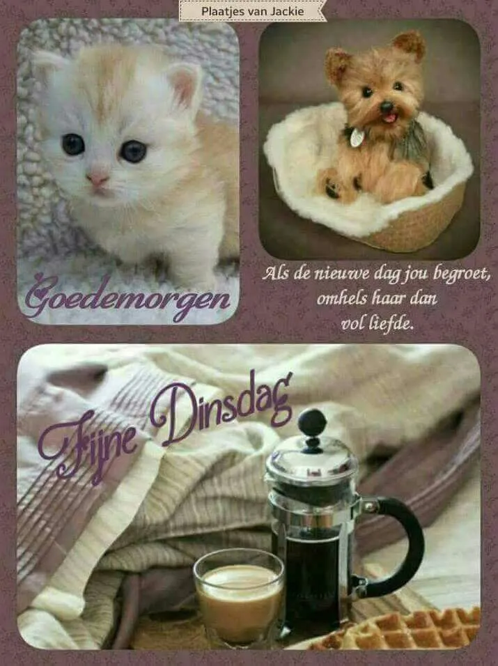 ᐅ goedemorgen dinsdag - Dinsdag plaatjes ᐅ goedemorgen dinsdag - Dinsdag plaatjes