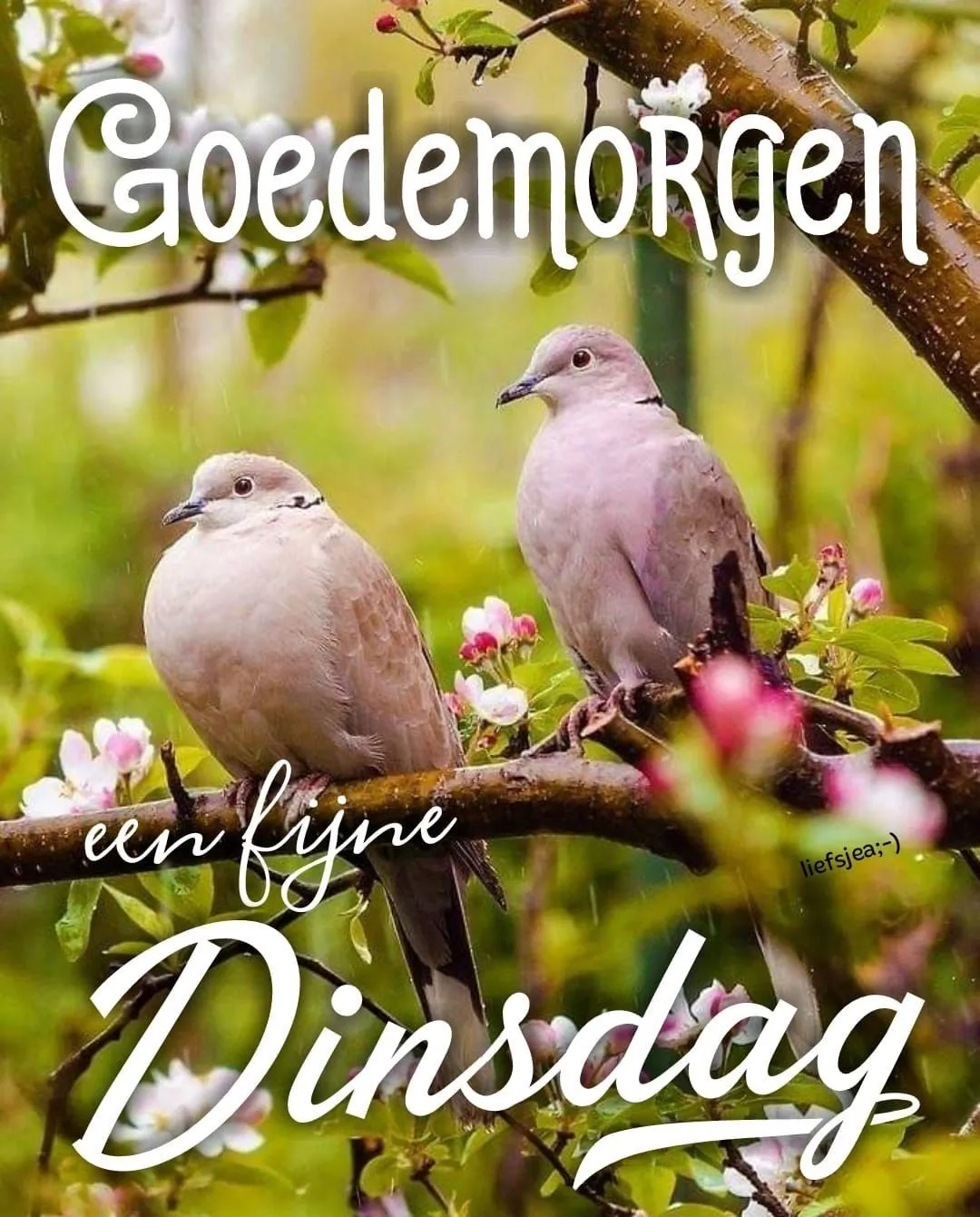 ᐅ goedemorgen dinsdag - Dinsdag plaatjes ᐅ goedemorgen dinsdag - Dinsdag plaatjes