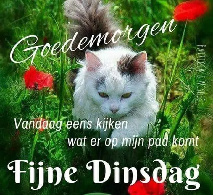 ᐅ goedemorgen dinsdag - Dinsdag plaatjes ᐅ goedemorgen dinsdag - Dinsdag plaatjes
