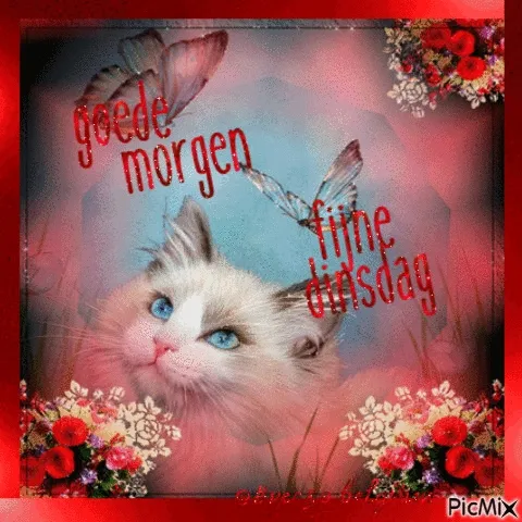 ᐅ goedemorgen dinsdag gif - Dinsdag plaatjes