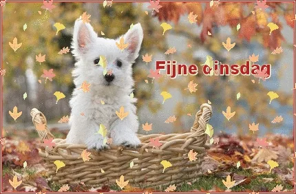 ᐅ goedemorgen dinsdag gif - Dinsdag plaatjes