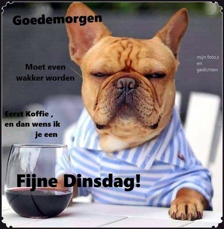 ᐅ goedemorgen dinsdag grappig - Dinsdag plaatjes